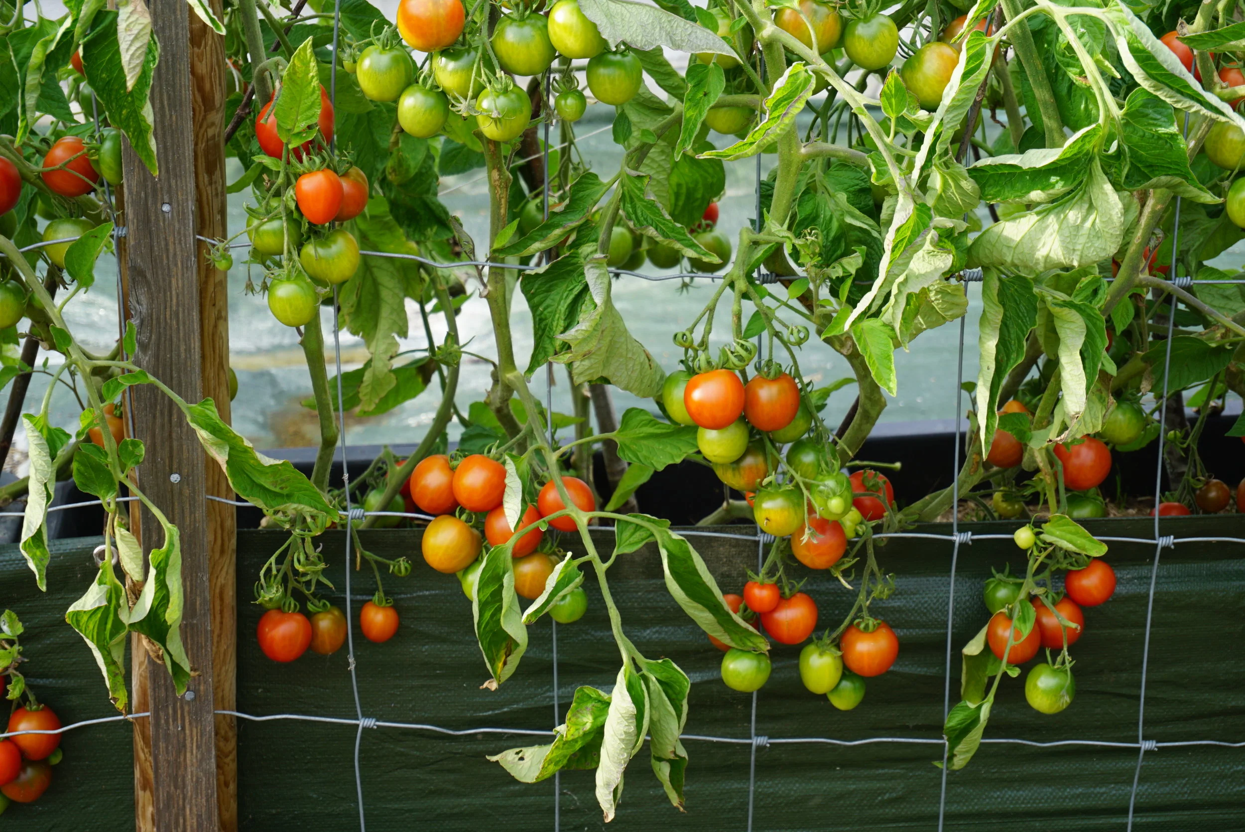 Produktive tomatplanter utendørs i Valdres