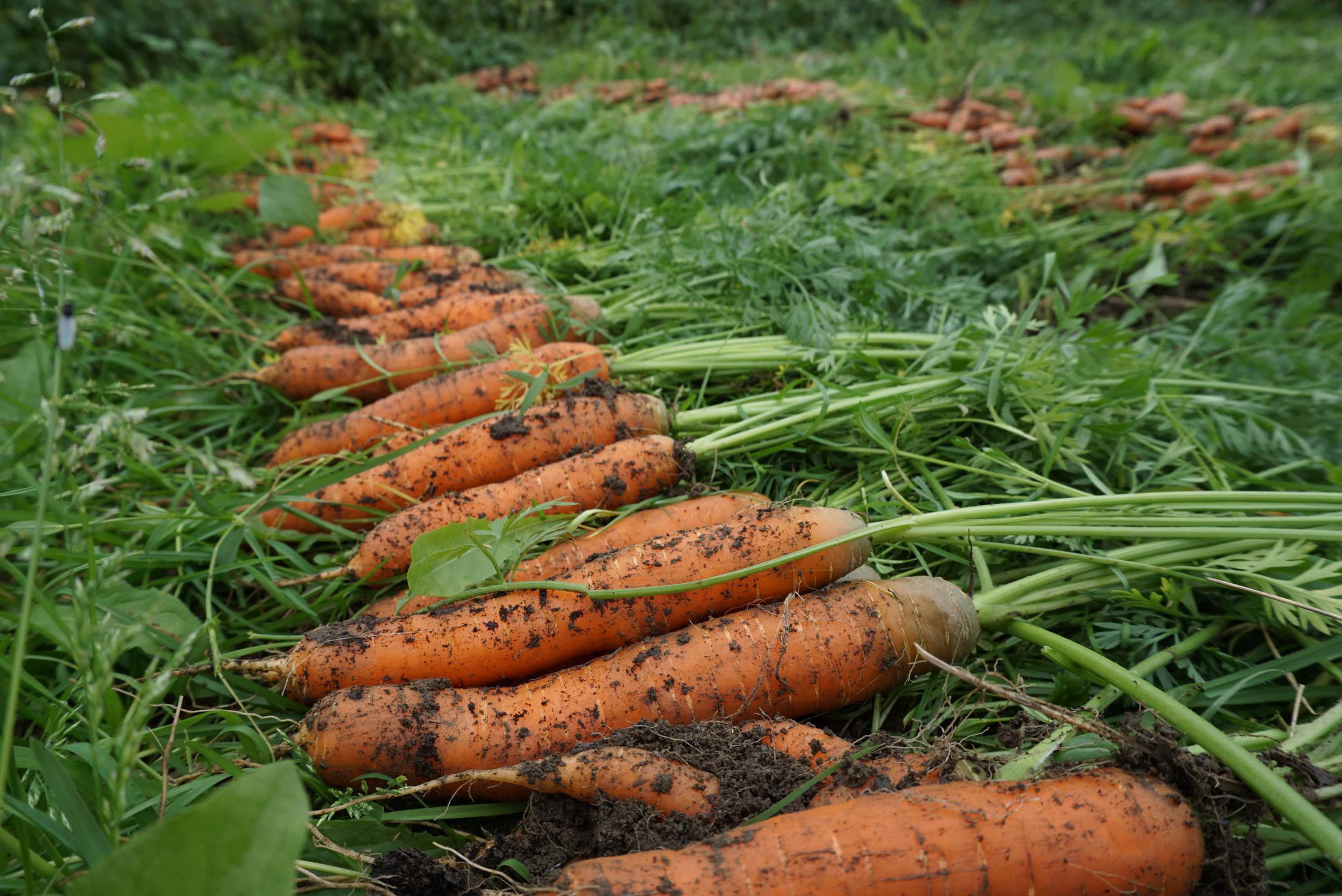 Høstkurs i beredskapshagen lørdag 22 september