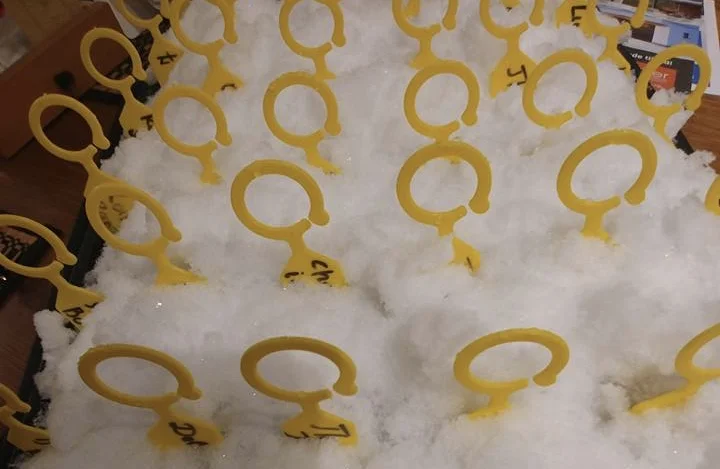 Her starter Vidas tomatkultur under 20 cm med snø