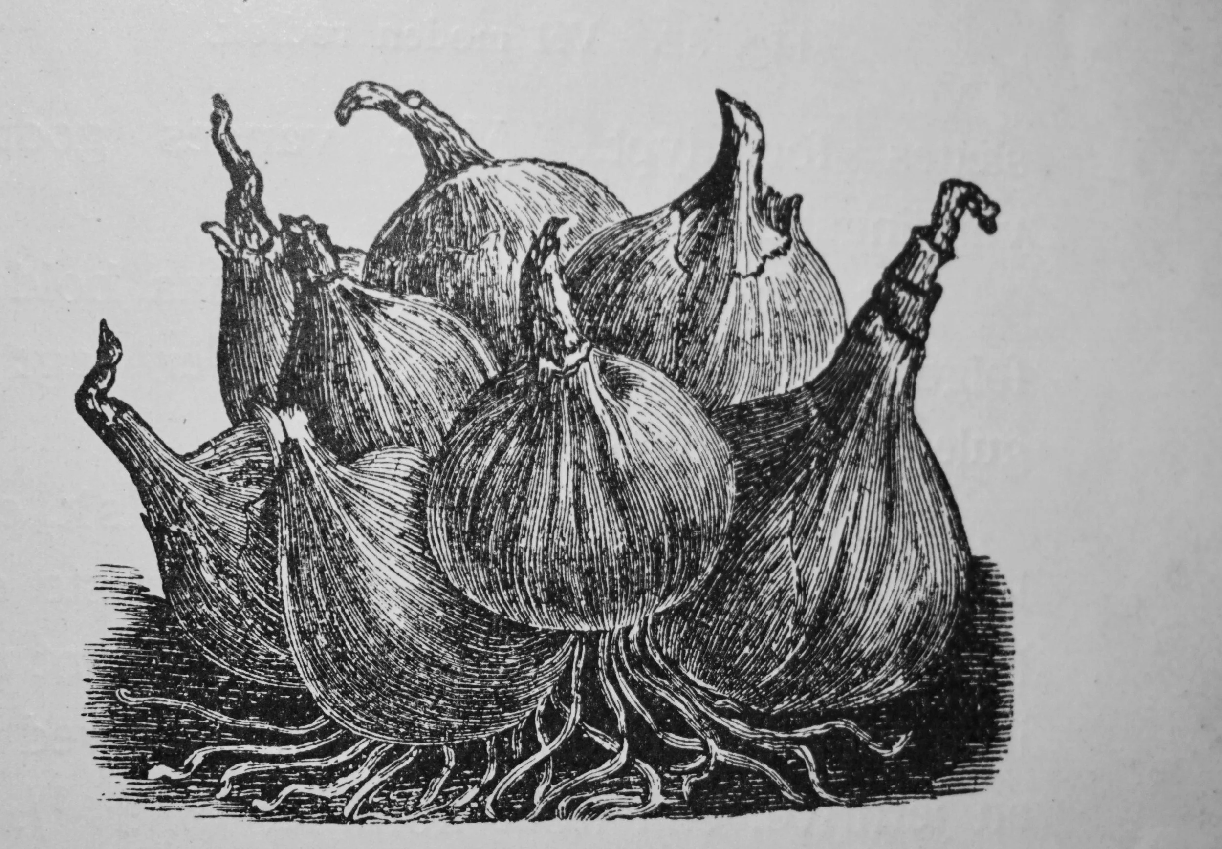 Varm eller kald løklagring?