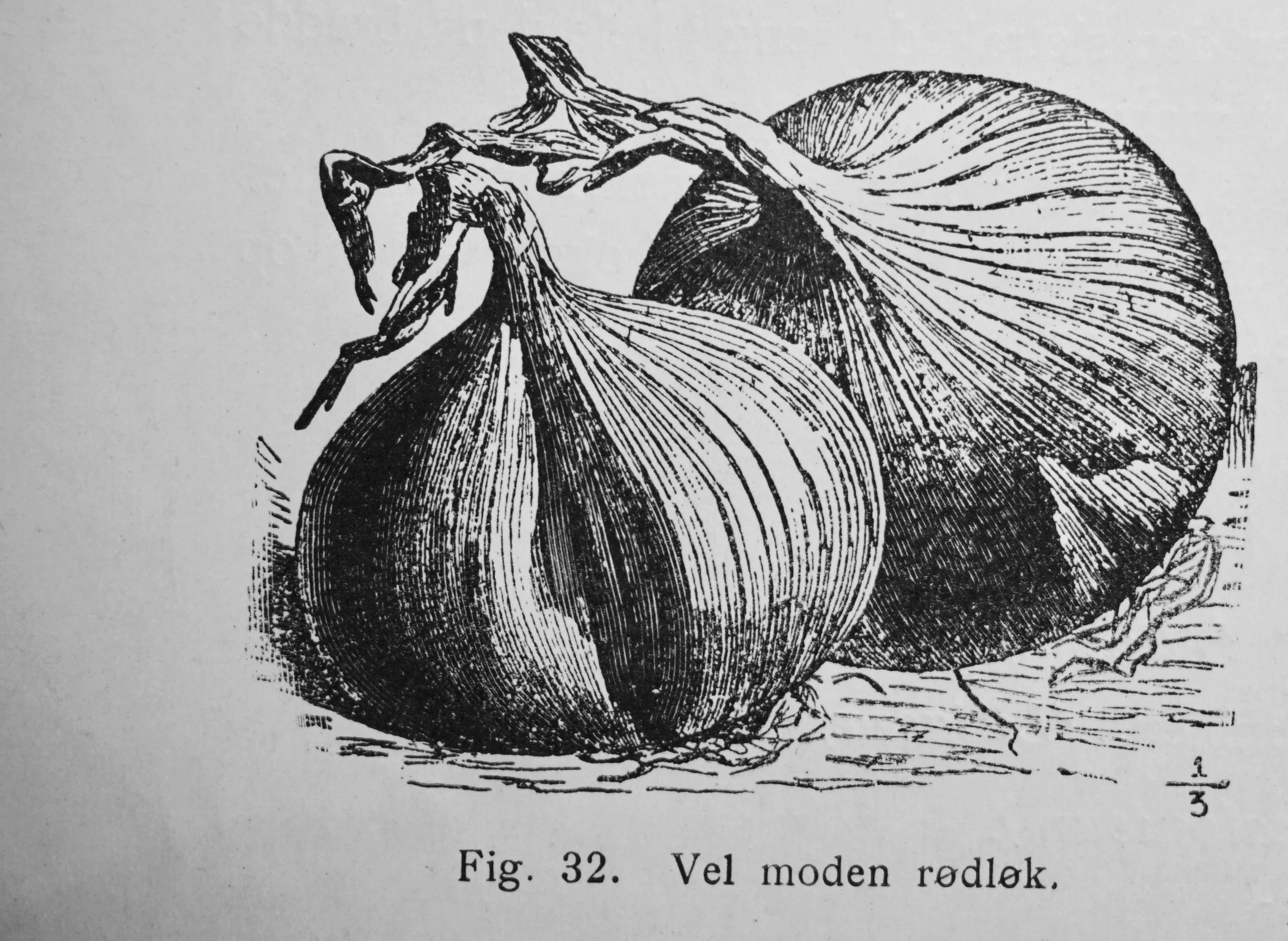 Godt moden løk tåler litt frost, bare den får tine sakte opp før den blir håndtert. Sigurd Lysbakken