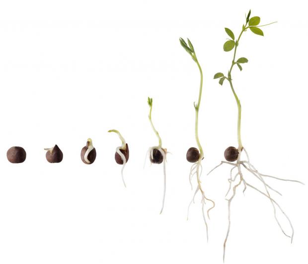 En plantes utvikling og livsbetingelser, fra den som frø vekkes og helt frem til den har sine første varige blader og kan “stå på egne ben”, er avgjørende for livet videre. Bilde: https://ndla.no/nb/node/69681