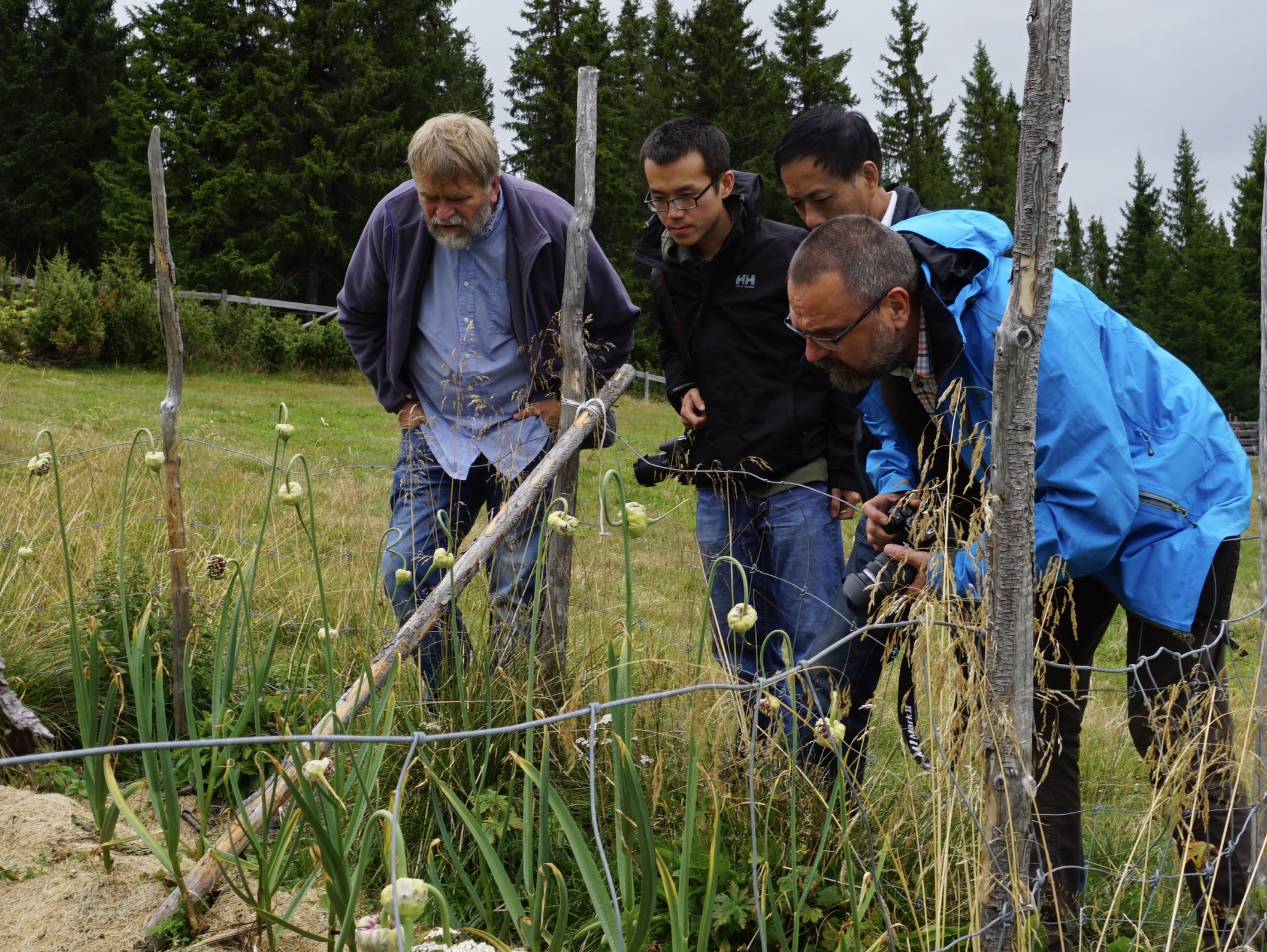 Fra høyre:: NIBIO forskeren Dag Ragnar Blystad, professor Wang, Stipendiat Min-Rui og Anders Nordrum på befaring i hvitløks feltet 940 moh i Valdres.