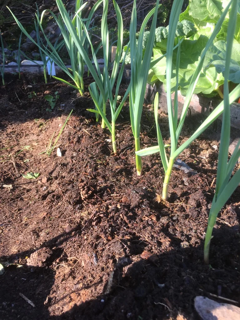 Frisk og frodig hviterussisk hvitløk i god vekst hos Torstein Jæger Dahlen på Fagernes. Utfordringen er at all skadelig virus ikke kan sees i plantens vekst. Målet med prosjektet er å sikre garantert rent plantemateriale av denne sorten for fremtiden. Foto Torstein Jæger Dahlen