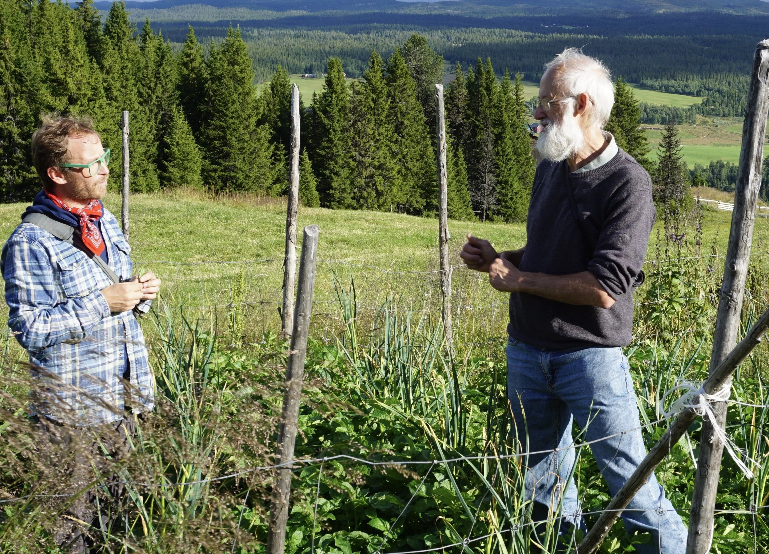 Eirik Lillebøe Wiken (fra venstre) og Stephen Barstow på befaring i hvitløksfeltet på stølen i Valdres