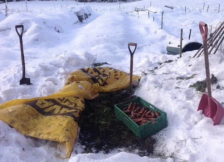 Ut å høste gulrøtter - nå!