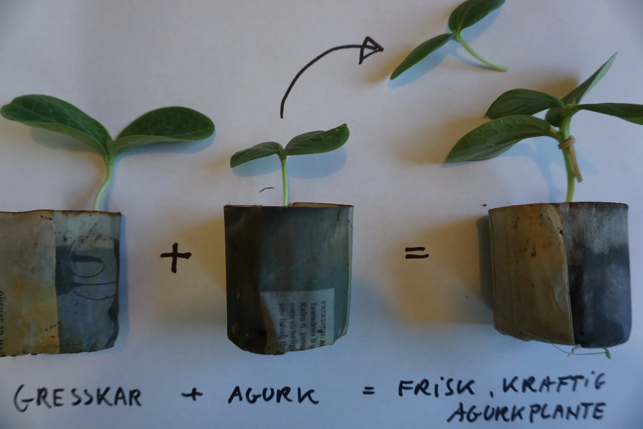 Poding av agurk på gresskar