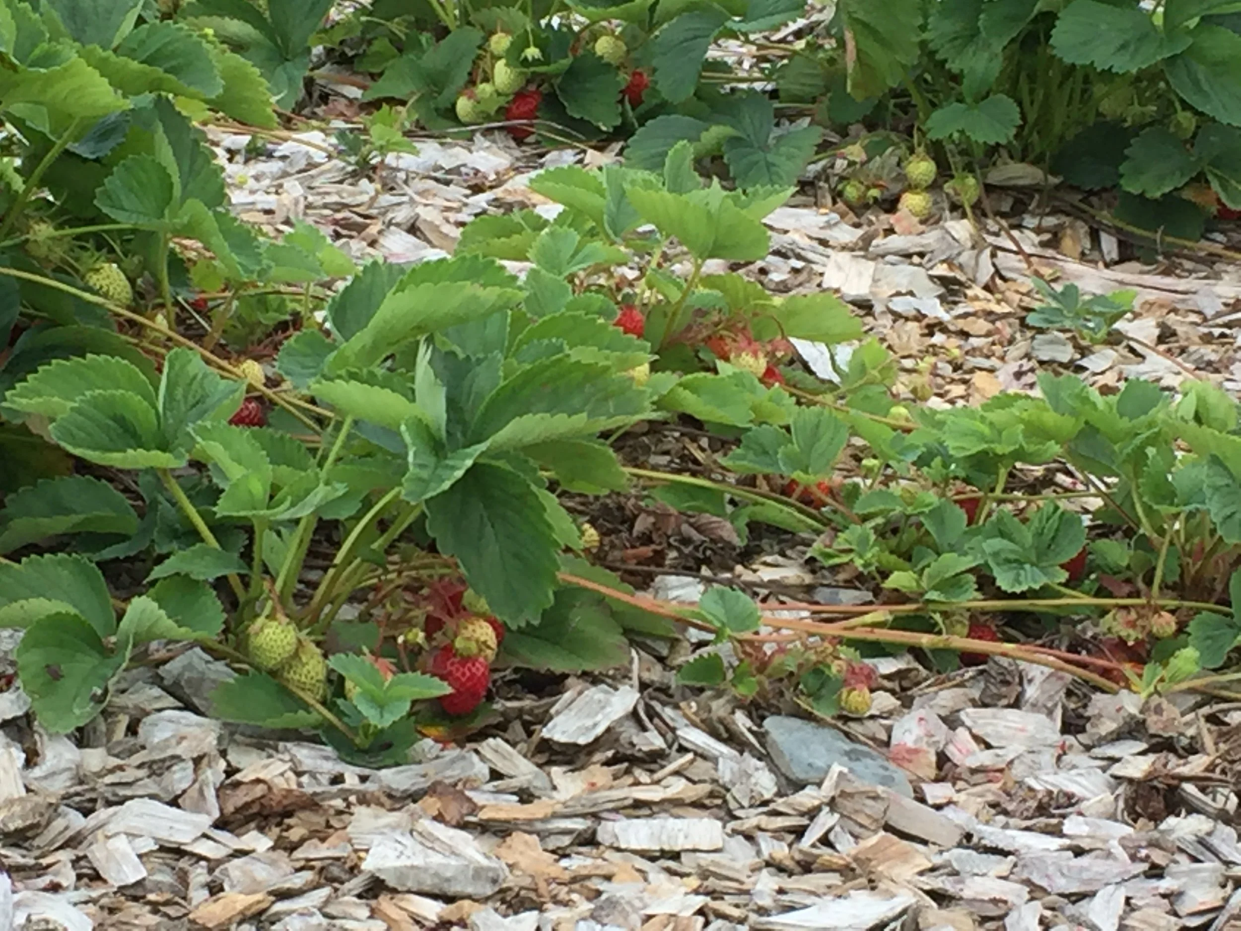 Jordbærfelt på grov flis holder lenge