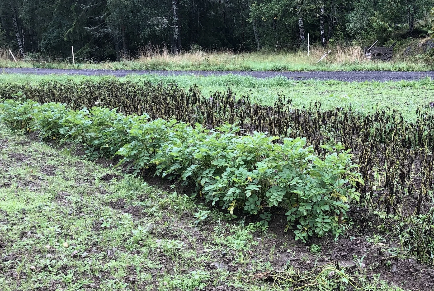 Beredskapspoteten Sarpo Mira