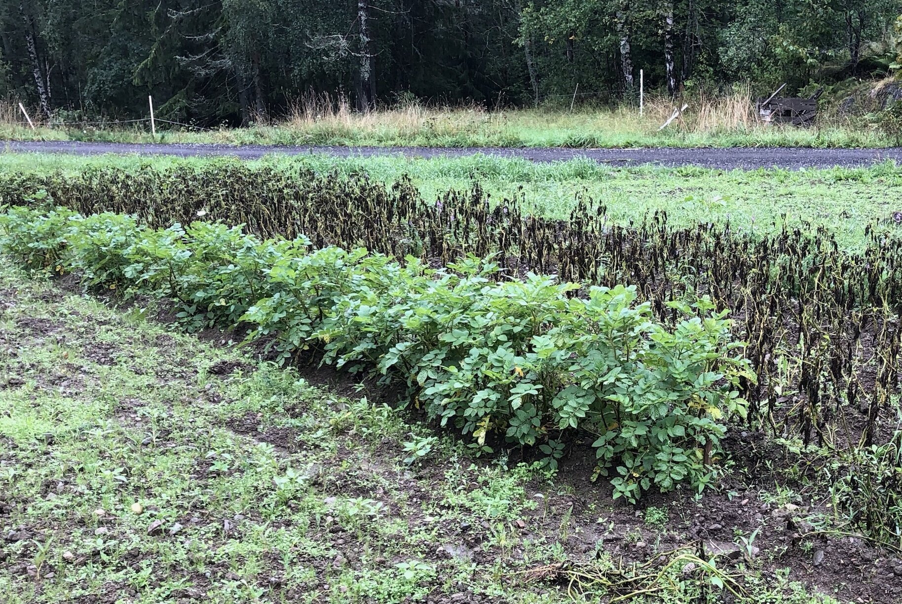 Hos Bent og Grete Nilsen I Sande i Vestfold har Troll lenge vært den beste poteten - helt til de fikk prøve Sarpo Mira.. Foto Bent Nilsen