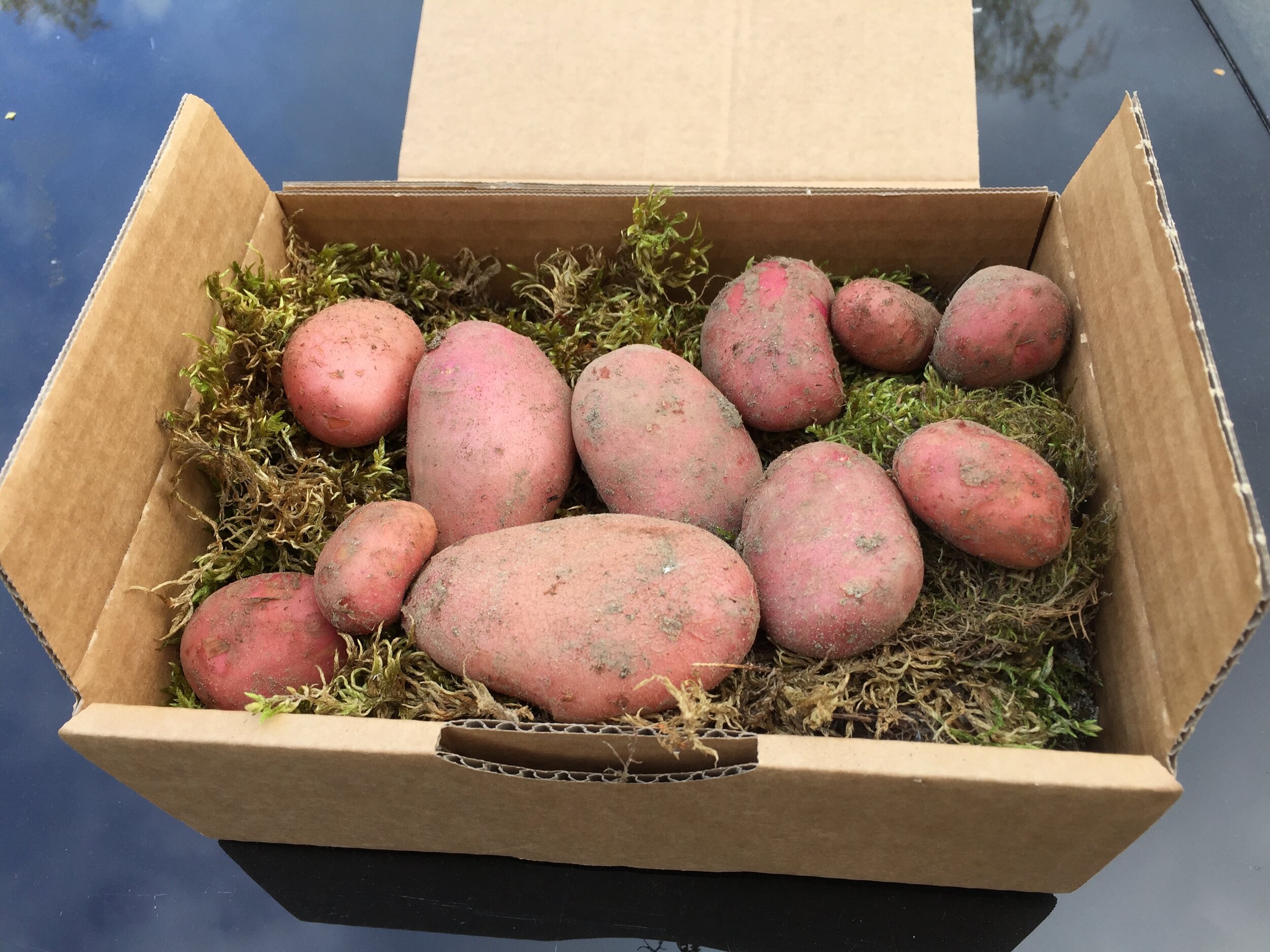 300 gr startkultur. På grunn av en kort og intens vekstsesong fra meristemplanter til de blir høstet i fjellet, består en forsendelse av både små og store poteter. For å unngå støtskader, pakkes de i mose.Foto Anders Nordrum
