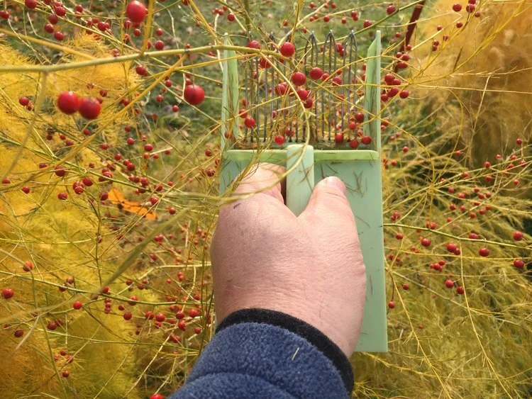 Frø høstes av modne bær i Oktober