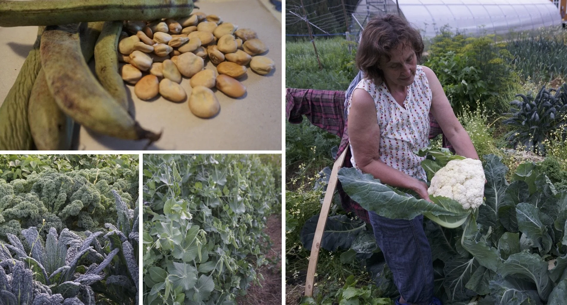Høstkurs i Beredskapshagen lørdagene 12 og 19 september