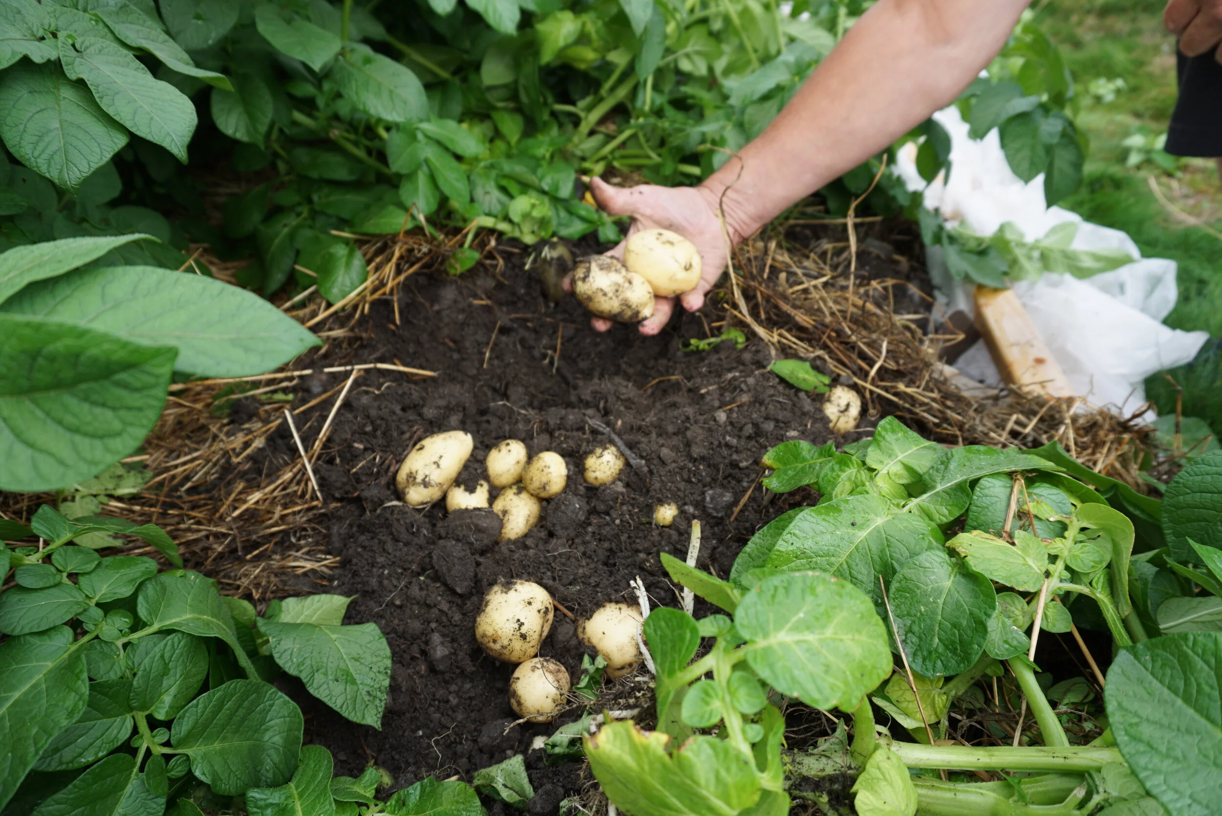 Russisk metode: Maksimal potetavling på minimal plass