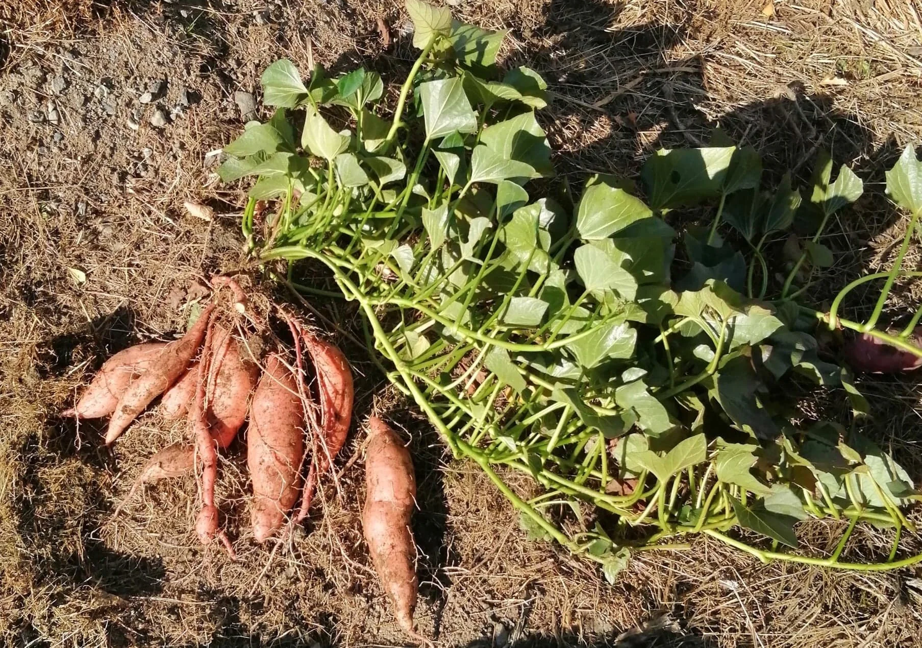 Ingen fullgod avling, men helt greit. Mye tyder på at den vil kunne gi mer under bakken om næringstilgangen ikke hadde vært fullt så god.