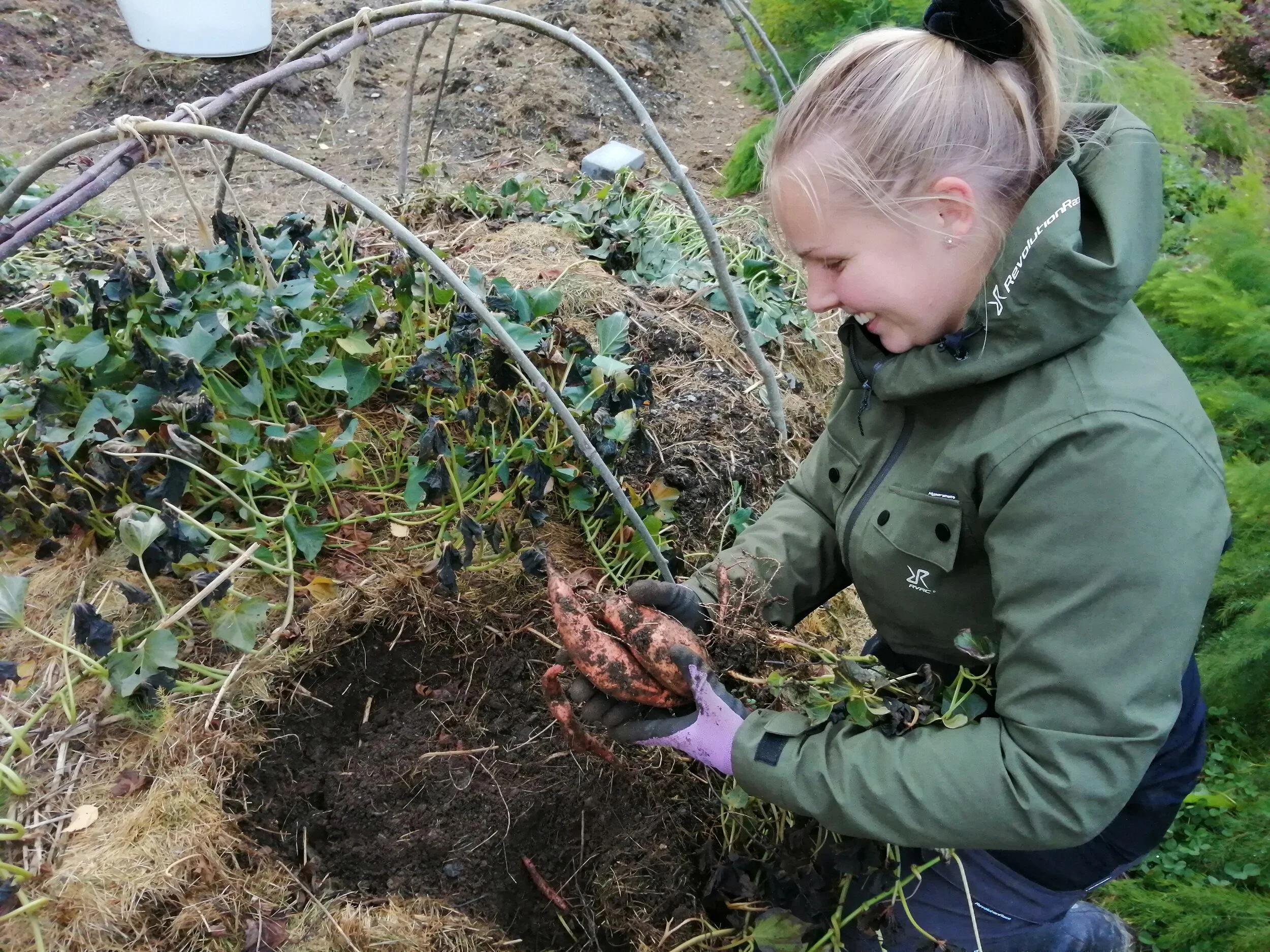 Gartnerelev Annbjørg på praksisuke i Beredskapshagen tar opp søtpoteter (Beauregaard) mot slutten av september i Valdres.. Frosten har tatt bladverket.