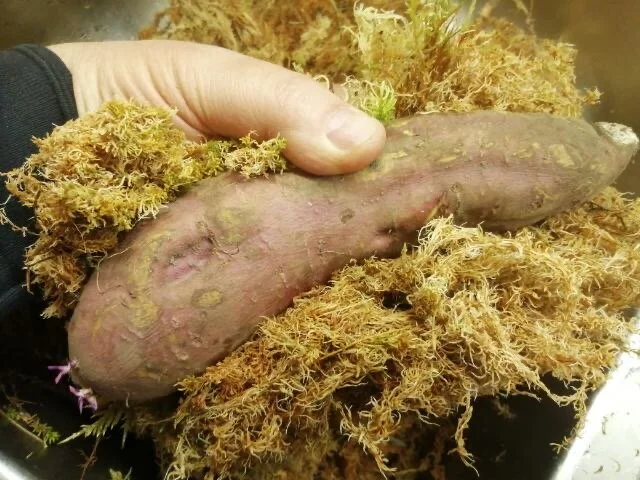 11 mars pakket vi søtpotetene inn fuktig hvitmose