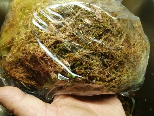 Pakket inn i plast for å holde på fuktighet og så lagt oppå varmtvannstanken. Temperatur ca 30C.