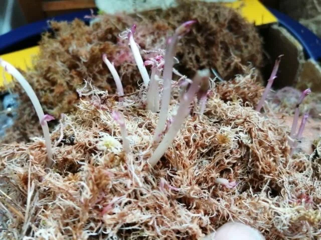 31 mars har skudd kommet godt på alle sortene, noen lengre enn andre. Manglende lys gjør groene hvite - nå må de frem i vinduet.