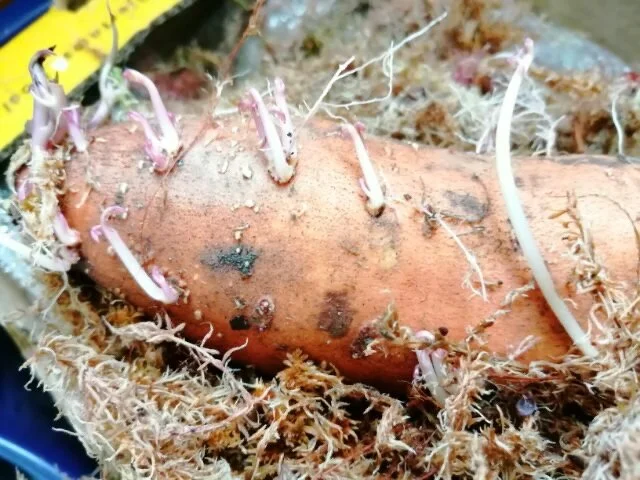 31 mars. Jevn og god groedanning etter å ha ligget horisontalt i fuktig hvitmose. 1 april ble morknollene plantet over i jord og plassert i vindu.