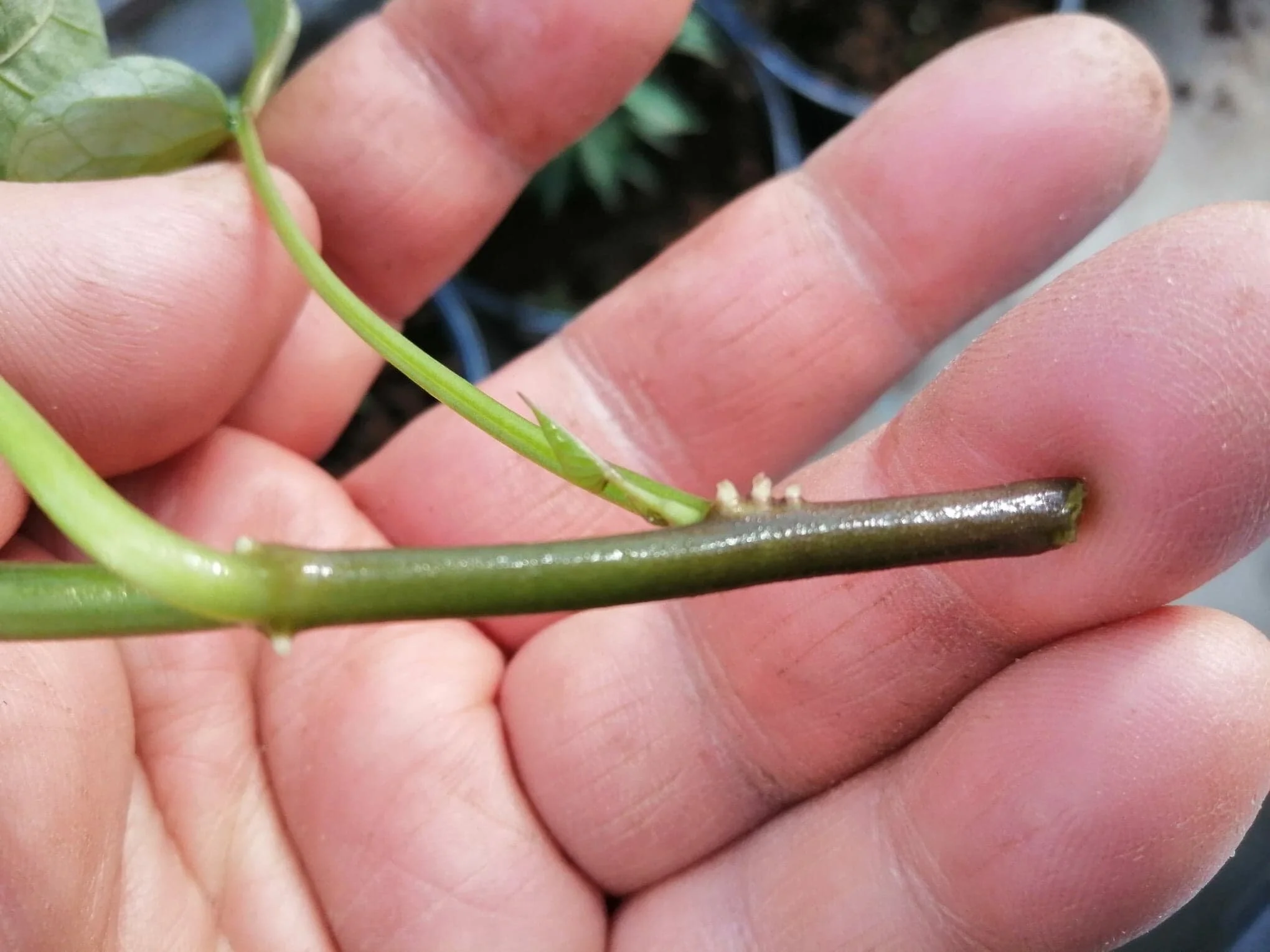 Rotdanning 19 mai etter to døgn i vann