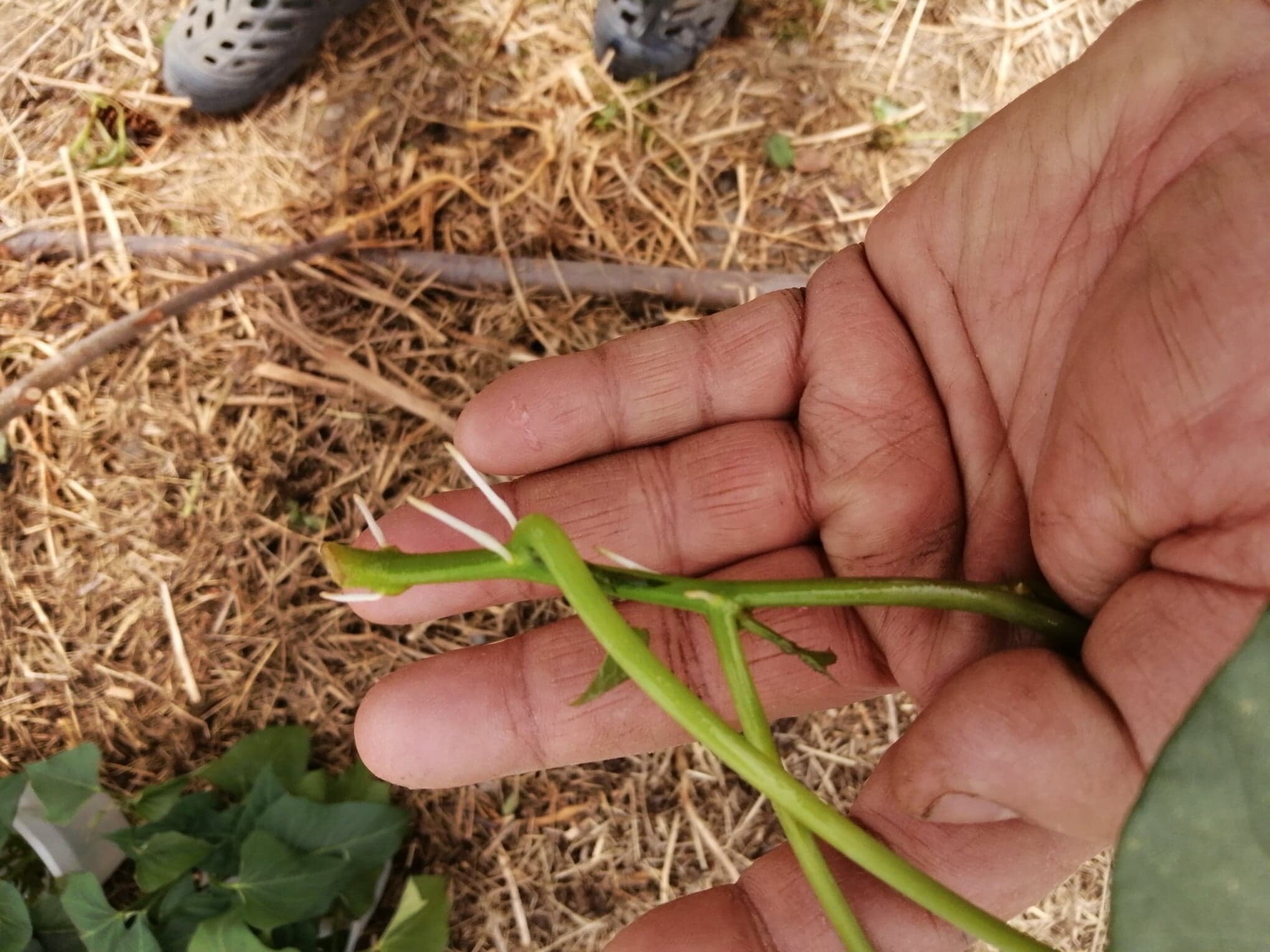 Røtter ved planting 22 mai. Disse er egentlig for lange og krever derfor forsiktighet ved planting.