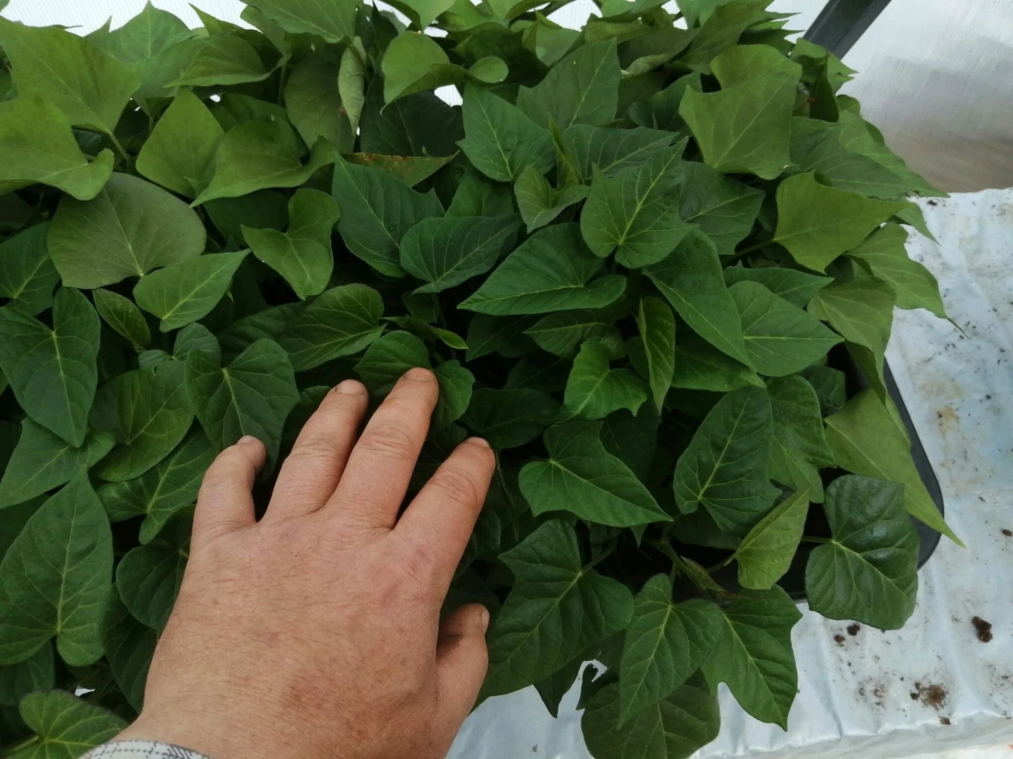 Etter en topping ble det bra med kraftige skudd. Her klarer for høsting av slips 17 mai..