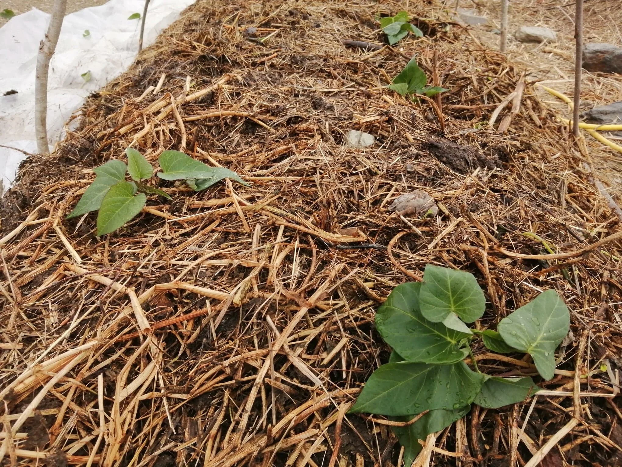 Planting (stikking) av slips 22 mai. De 3-4 nederste leddene ligger horisontalt like under jordoverflaten. Etter dette ble de dekket med hvit plast rett på plantene og den klare plast ble lagt på tunnelen igjen.