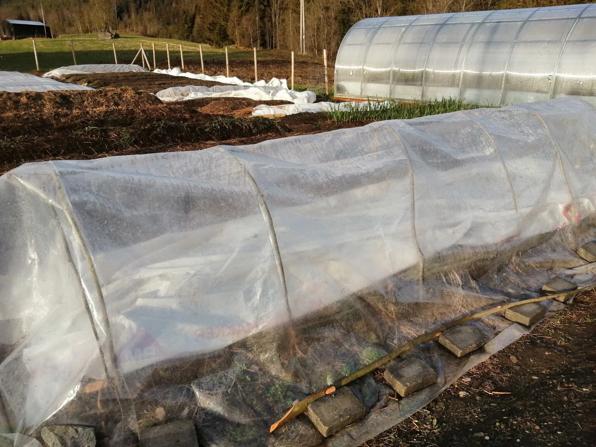Plasttunellen legges over igjen. Temperaturen kan nå fort bli for høy og det er viktig å åpne litt i endene på dagtid.