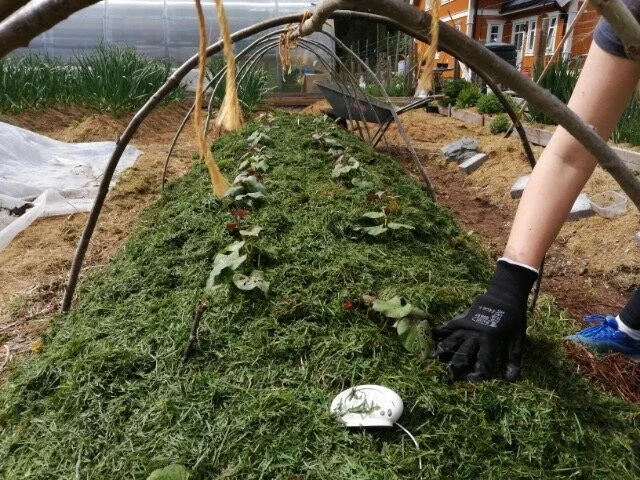 Etter 14 dager har den hvite plasten gjort nytten og blir fjernet. Nå har de nyetablerte slipsene fått tilstrekkelig røtter til å skaffe seg vann og næring. Den klare plasten ble lagt over igjen etterpå.