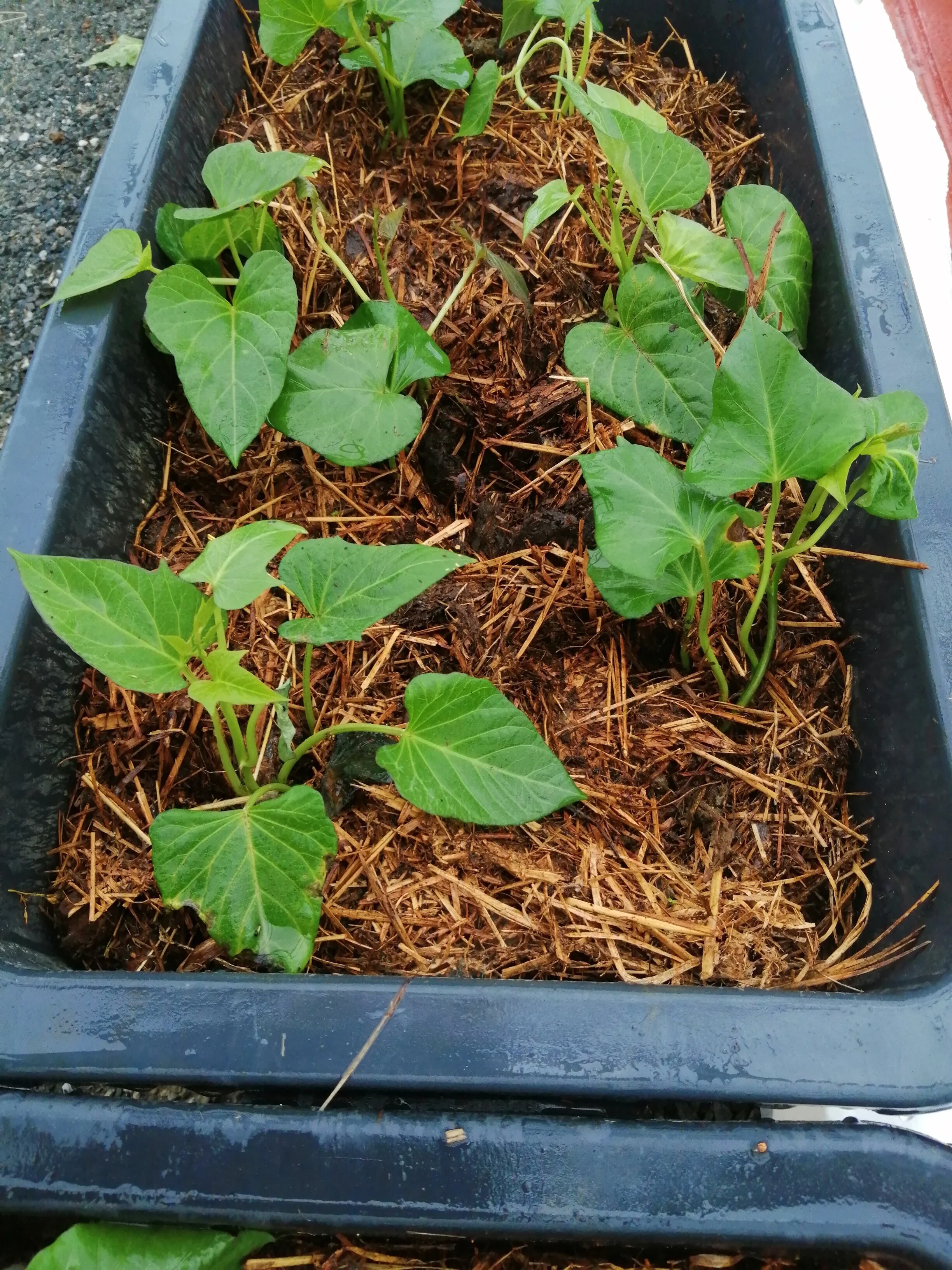 Slips etablert i murerbaljer i en blanding av skrinn jord og grass avfall. Her rett etter at den hvite plasten ble tatt av. Siden vokste de enormt og mange skudd ble +- 1 meter lange. De fikk tropiske temperaturer og lang sesong i veksthuset, men li…