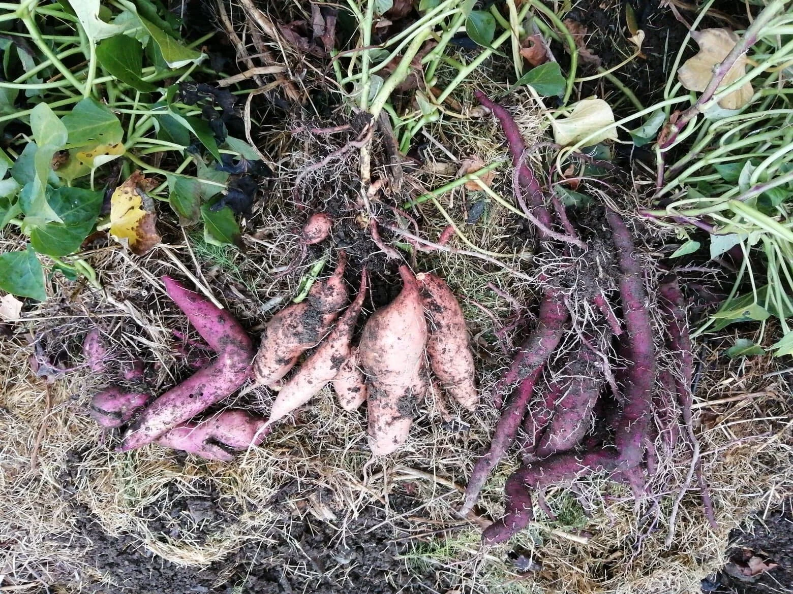 Hos oss ble det enormt stor forskjell på sortene. Beauregaard i midten, er den som foreløpig virker mest forutsigbar for vår korte sesong.