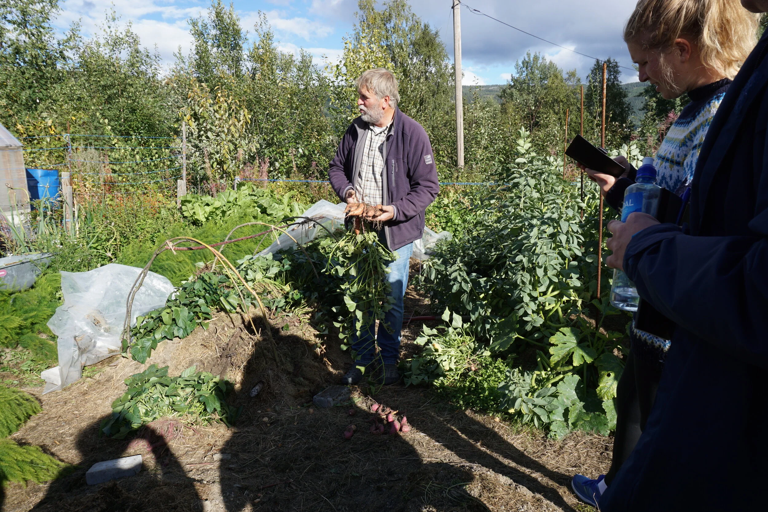 Opptak av de første røttene 12 september. En uke før det hadde gått 120 dager fra planting. Riset med  Beauregaard i hendene mine, viser et helt greit resultat, men andre sorter var langt unna en forsvarlig avling pr m2.