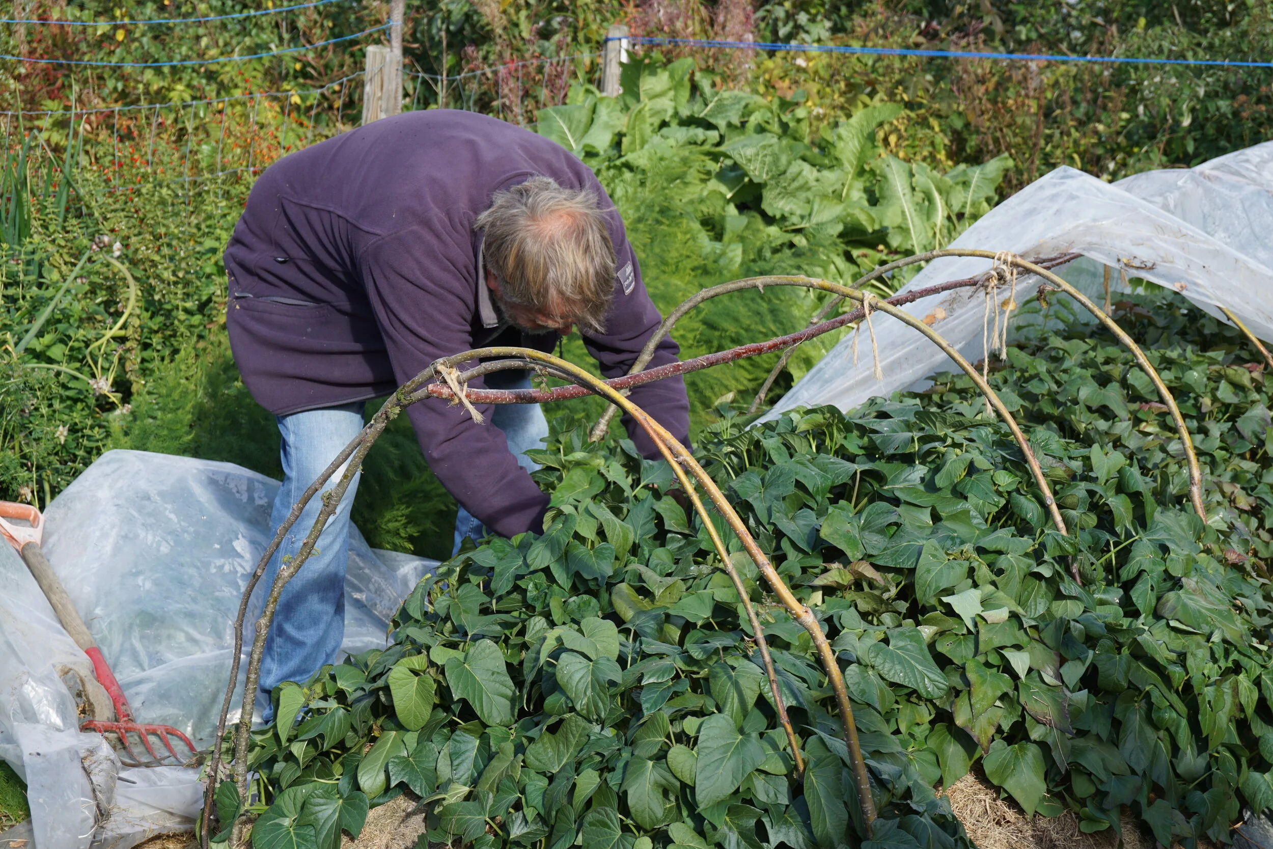 Kraftig vekst i plantene når de første ble tatt opp i midten av september..