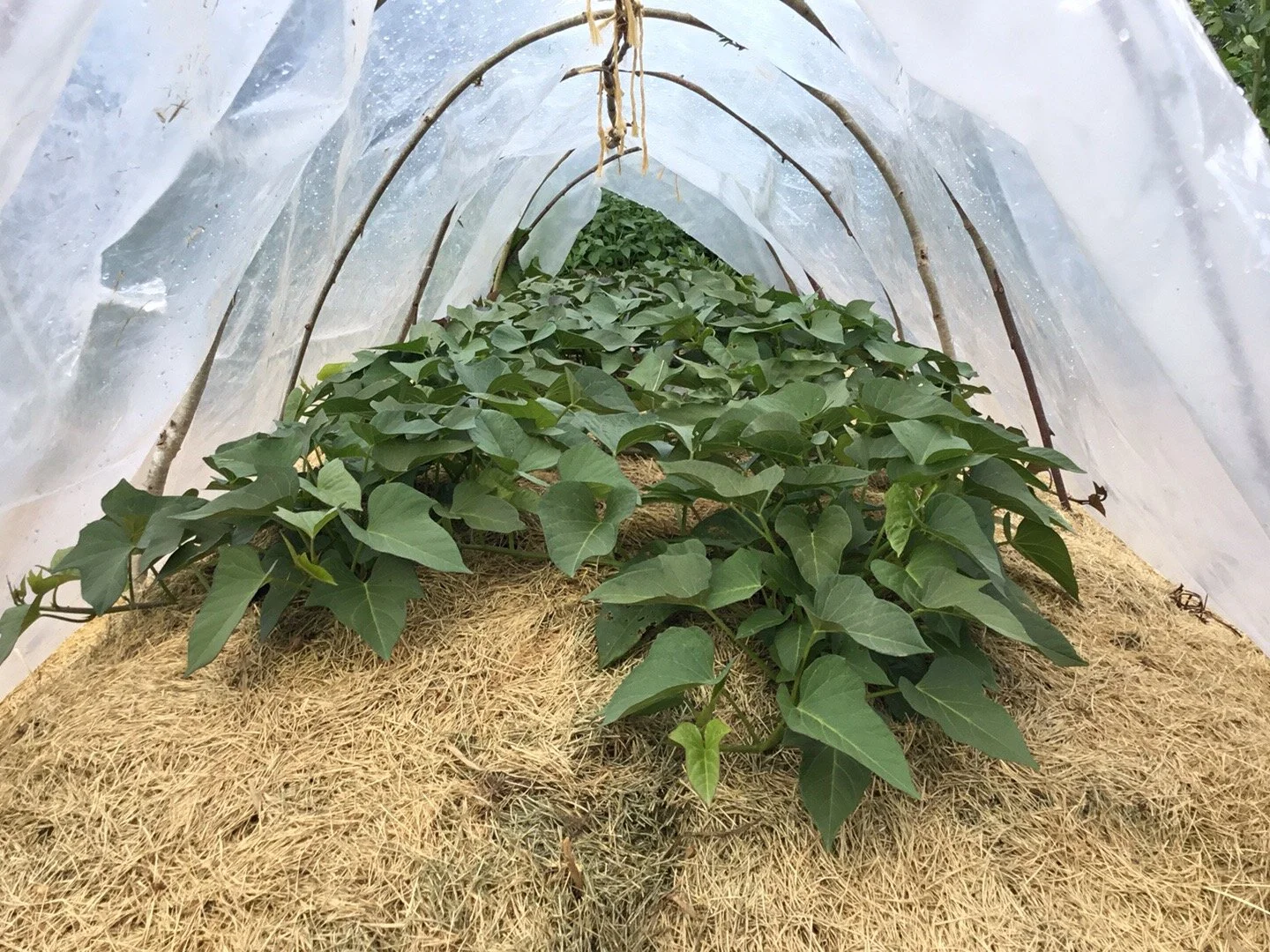 Den vokser godt på en vanlig grønnsaksseng i kjøkkenhagen i juli, men trenger temperaturløftet plasttunellen gir.