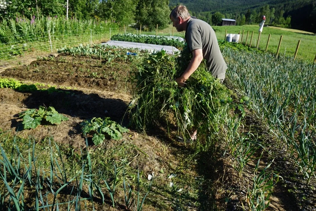 Dersom gress fra vegkanter og utmark ble eneste mulige gjødselkilde for mange av oss - hva ville da skje? Dette er en av rammebetingelsene for konseptet Beredskapshagen.