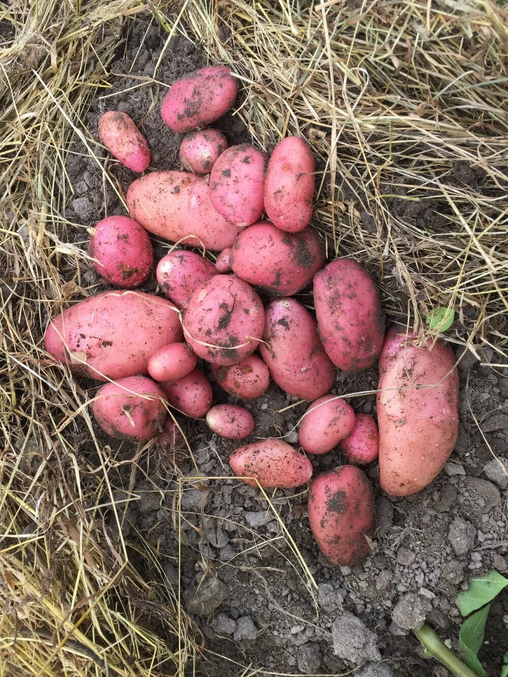 Bekjemp  potettørråte med riktig potetsort