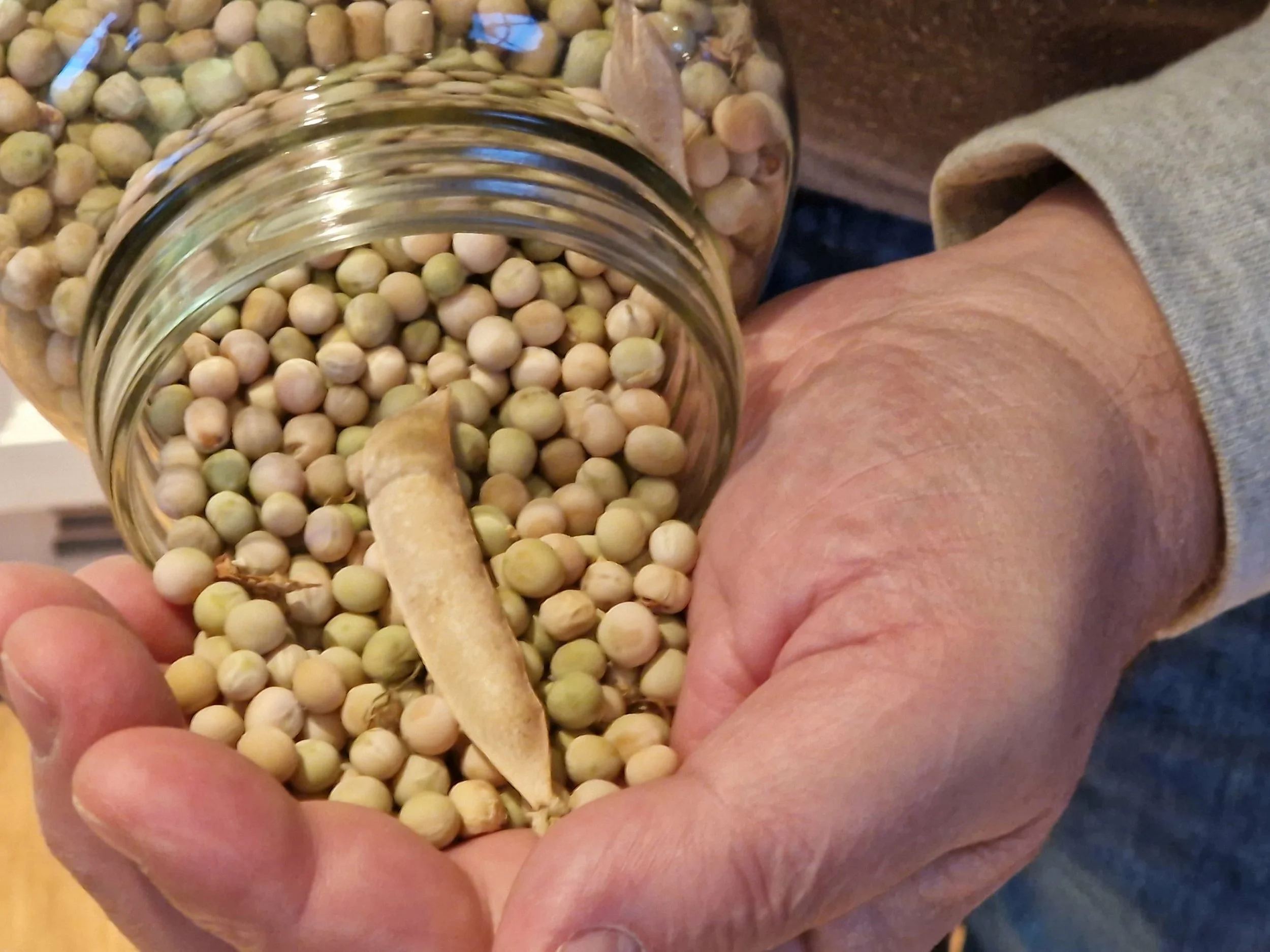 Erter til modning - proteinrike, lette å dyrke og lette å lagre