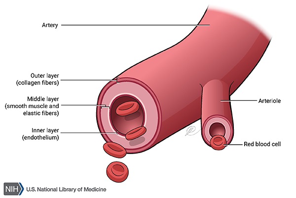 arterylayers.jpeg