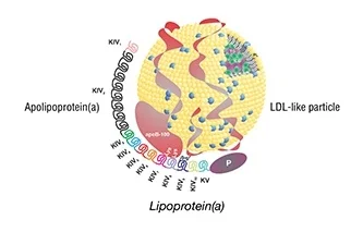 LipoaMolecule.jpg