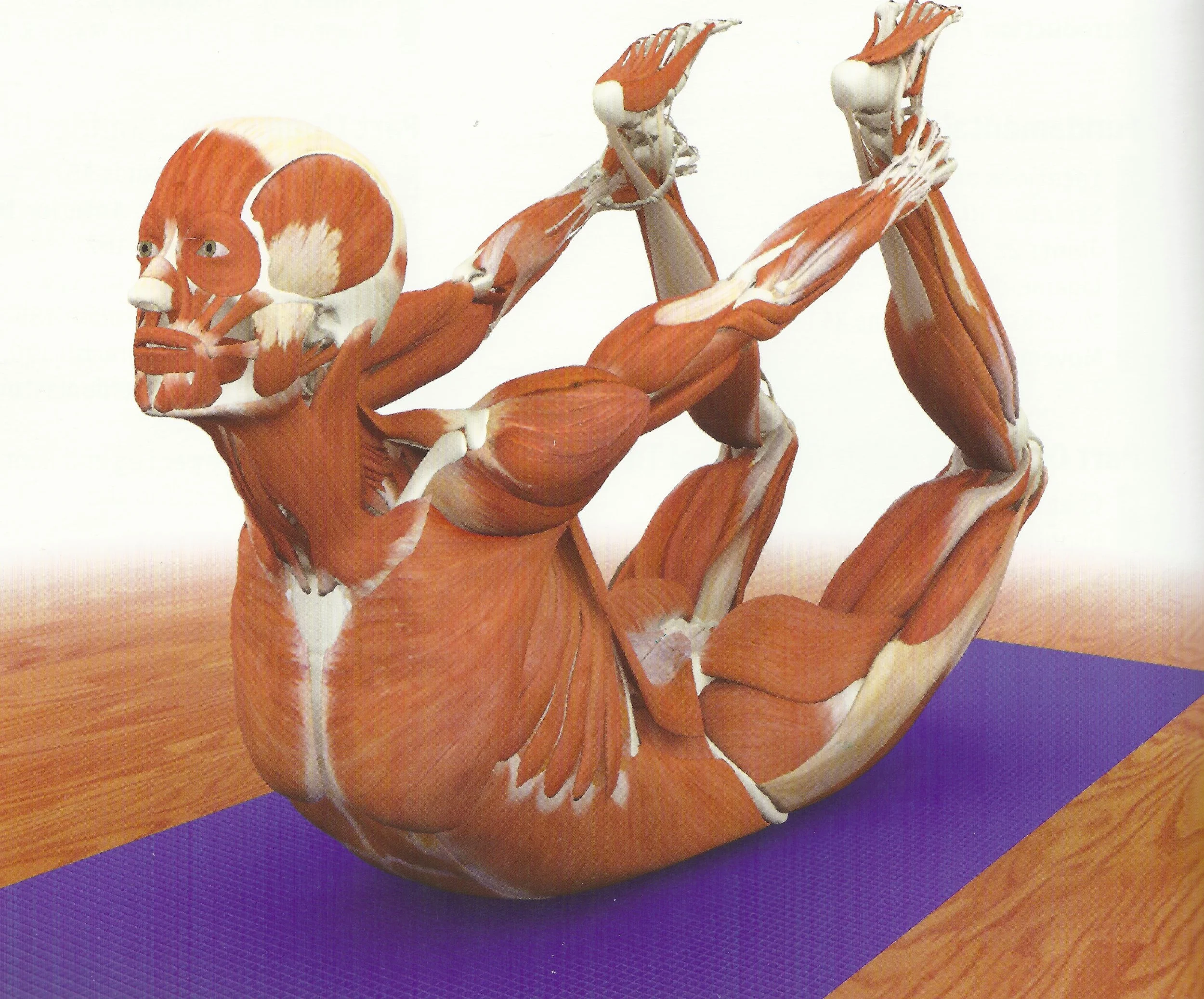 Danurasana.jpeg