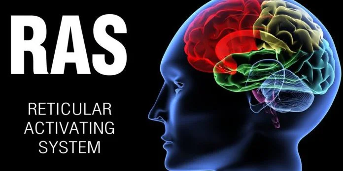 Reticular-activating-system-696x405-696x348.jpg
