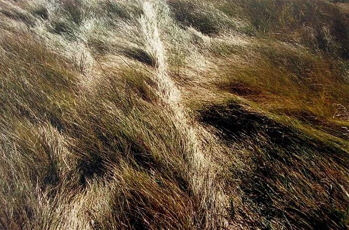 Marian Penner Bancroft, VISIT: Site of Former Indian Residential School, Birtle, Manitoba , 2000. Six Giclée prints. Courtesy of the artist and Republic Gallery.