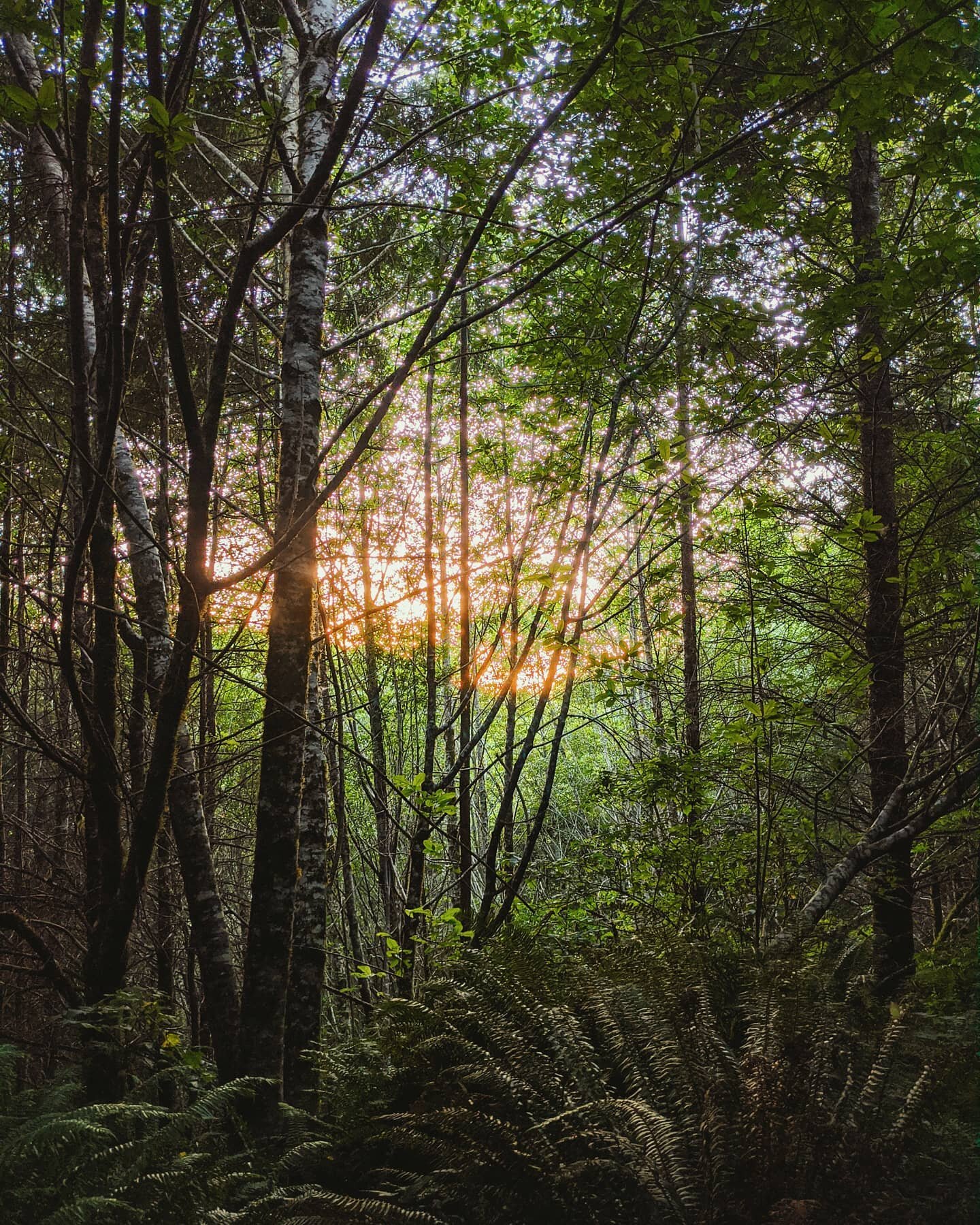 #🌄 Colors of the sunset filtering through the Oregon forest