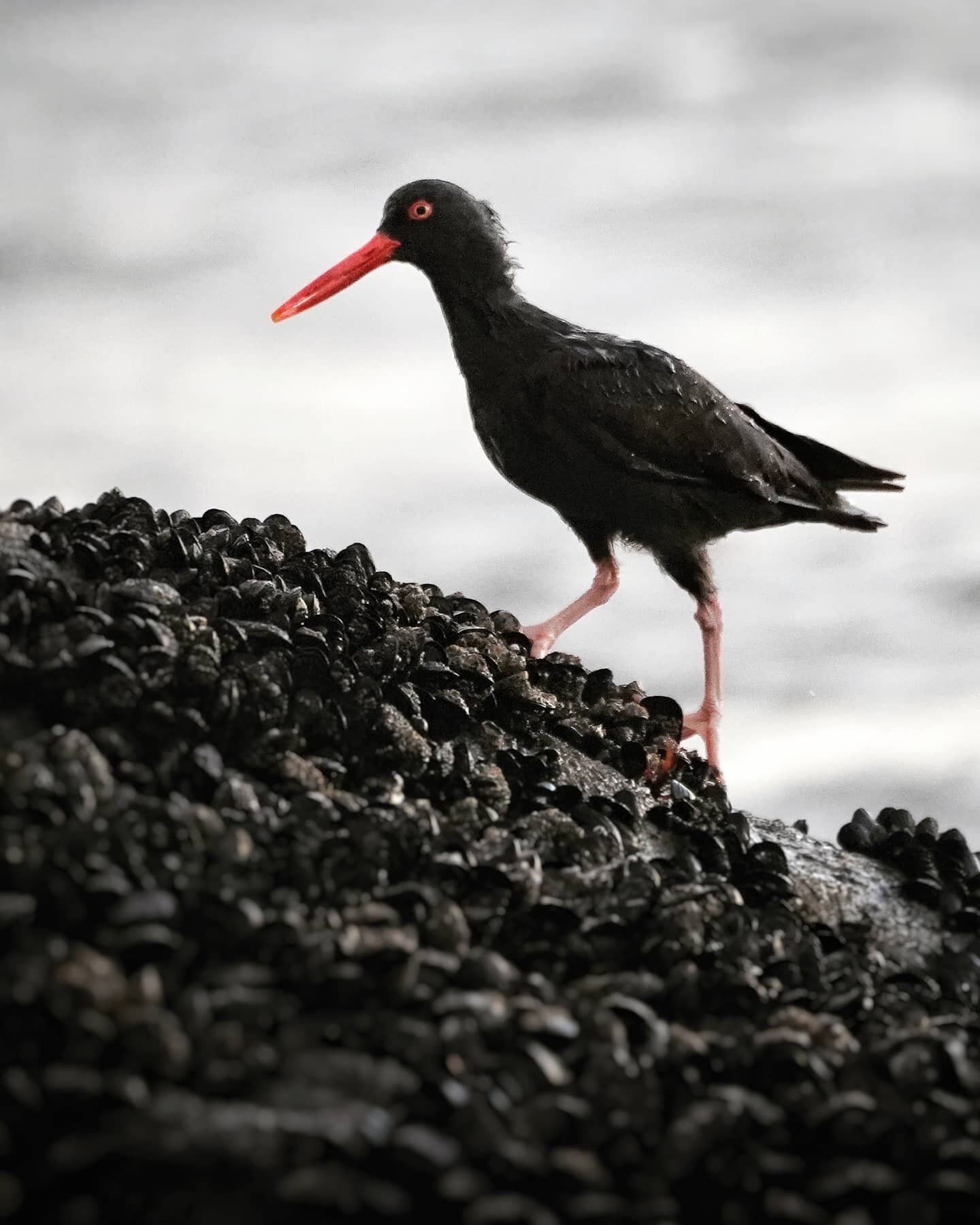 #💪 Oystercatcher showing off his mussels. While it is difficult to distinguish between male and female oystercatchers from just their appearances, one tiny feature can provide a clue&mdash;a black fleck on the iris of their eyes. For the most part, 