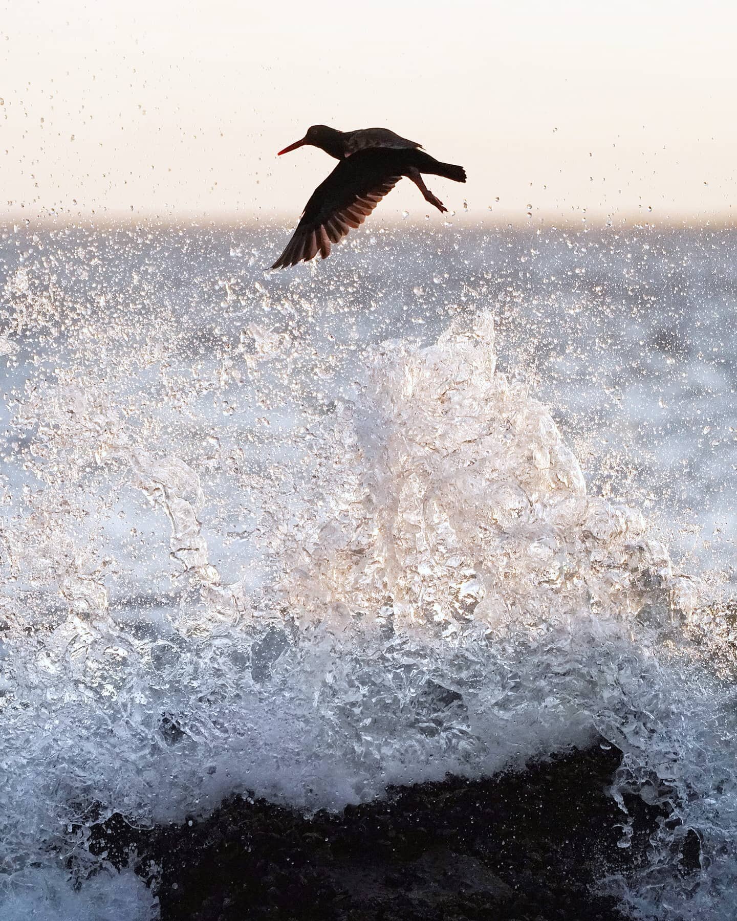 #🕊️ Black oystercatcher in flight above the ocean spray