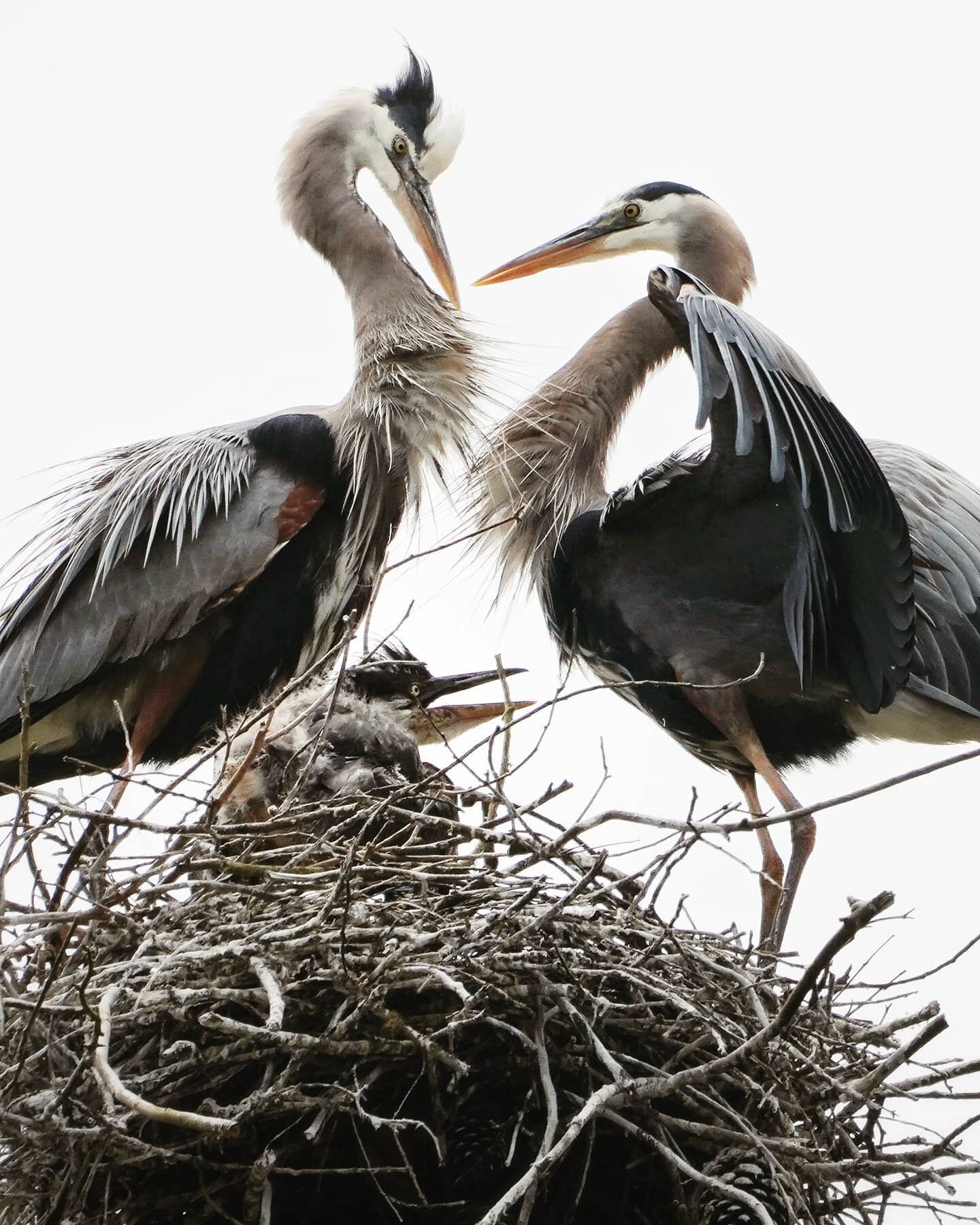 #🐥 Great blue heron family at Stowe Lake