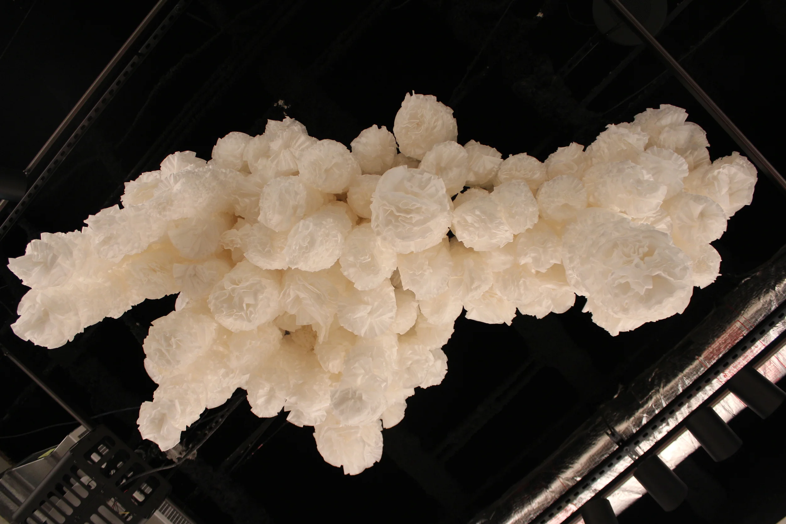 Colum satietas (view from below)