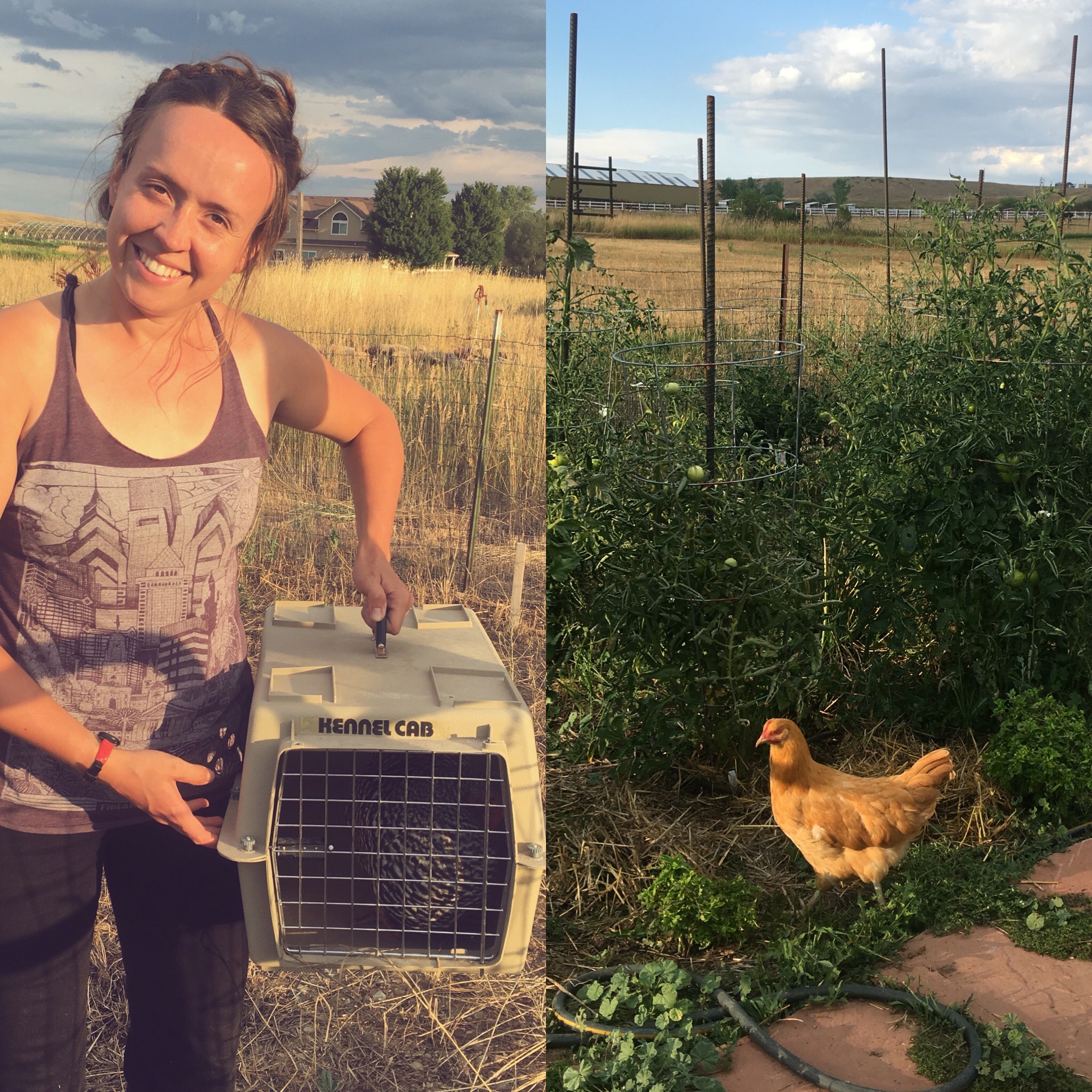 Co-owner Hanna offering chicken rentals at a rural North Boulder vegetable garden. 