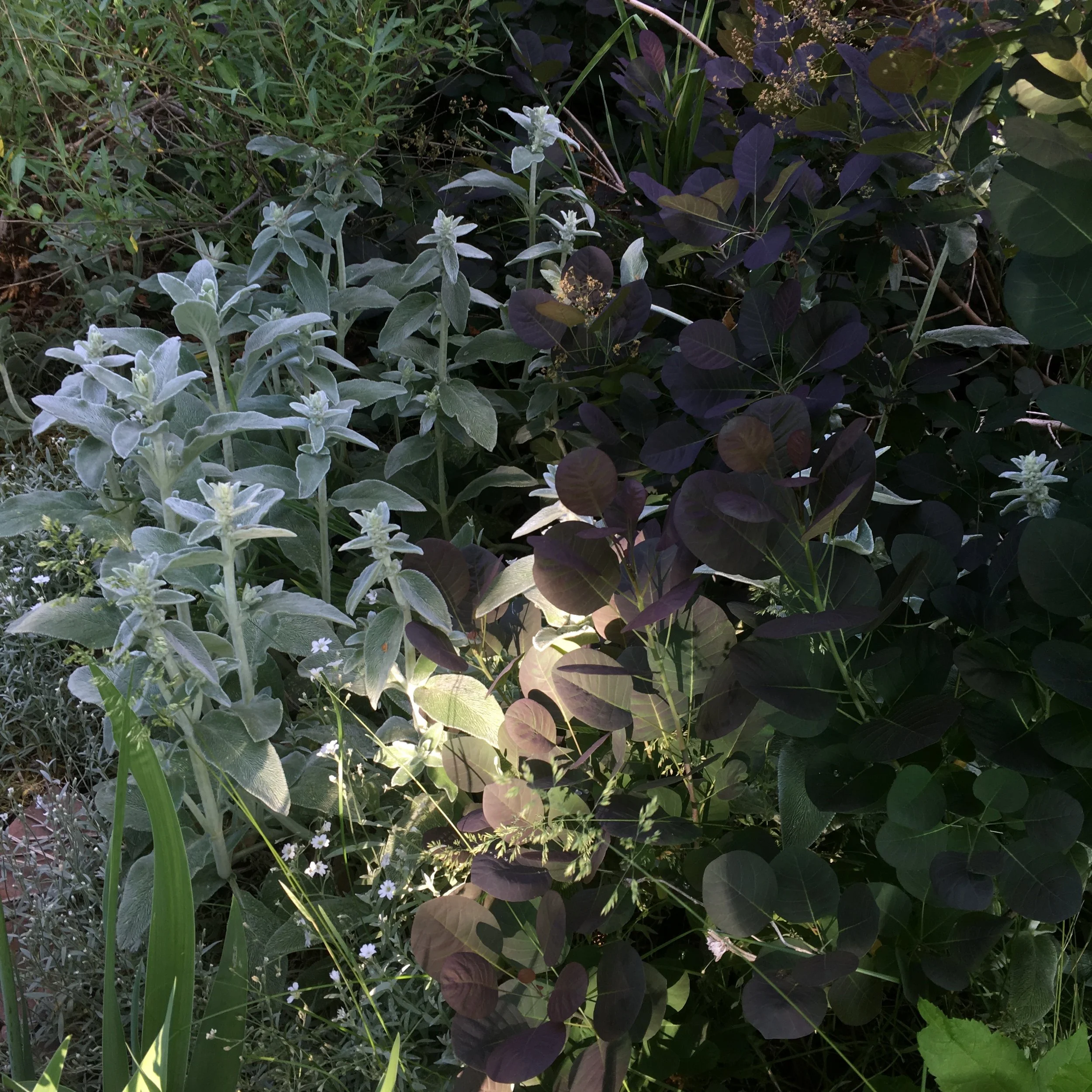 Lambs Ear (Stachys byzantine) and Smoke Tree (Cotinus) complementing each other in a North Boulder garden.